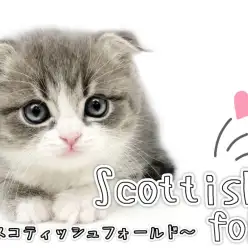 【 スコティッシュフォールド 】お目目ぱっちり美男子スコティッシュ登場！