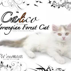 【 ノルウェージャンフォレストキャット 】最高の触り心地のモフモフ三毛猫
