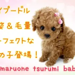 【 トイ・プードル 】容姿・毛量もパーフェクトなトイプードルの女の子登場！