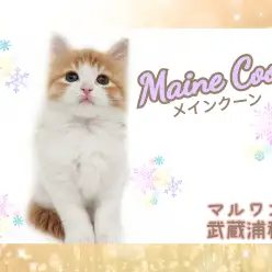 【 メインクーン 】見逃し厳禁！！人見知りゼロの抱っこ大好き舐め猫くん