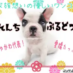 【 フレンチブルドック 】愛嬌たっぷり！モチモチボディの人気者！