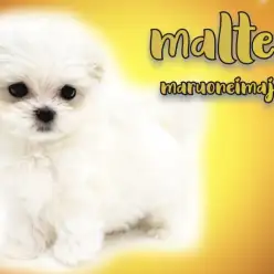 【 マルチーズ 】生後3ヶ月で858gのミニマム級！超短足のドワーフ体型な男の子