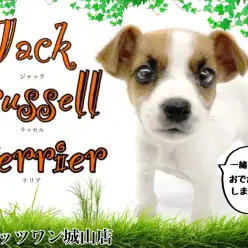 【 ジャックラッセルテリア 】快活元気でお手入れも簡単なテリア犬