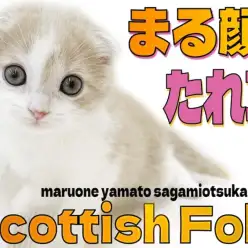 【 スコティッシュフォールド 】猫じゃらしで遊ぶの大好き！まん丸な輪郭が特徴！