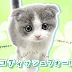 【 スコティッシュフォールド 】幸運を呼ぶハチワレキャット!福猫スコティッシュ