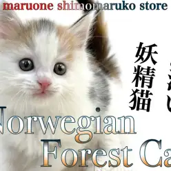 【 ノルウェージャンフォレストキャット 】愛らしい見た目と性格の三毛猫が登場！