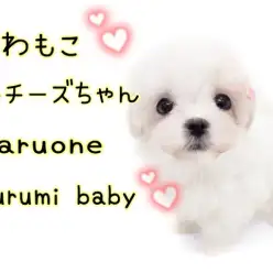 【 マルチーズ 】毛量多めのフワモコ！ドワーフ体型の女の子登場！