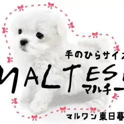 【 マルチーズ 】ホワイト犬種で1番の小さめ犬種、の中の小さめマルちゃん！