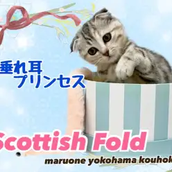 【 スコティッシュフォールド 】幸せを招くまん丸フェスの垂れ耳プリンセス！