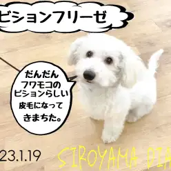 【 しろやま日記 】懐っこいビションちゃん