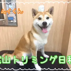 【 城山トリミング 】城山トリミング日和 No.11『カムイくん』