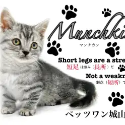 【 マンチカン 】ただ歩いているだけで可愛い短足猫ちゃん