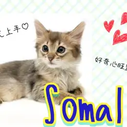 【 ソマリ 】周りを明るく照らしてくれる太陽のような存在のソマリちゃん登場！