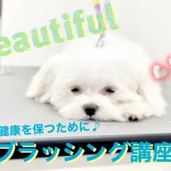 【 元町トリミング 】美の被毛を保つために！必見！！ブラッシング講座☆