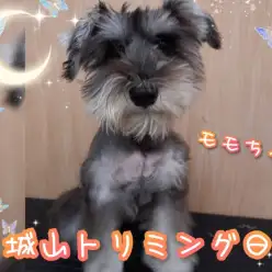 【 城山トリミング 】城山トリミング日和 No.12『モモちゃん』
