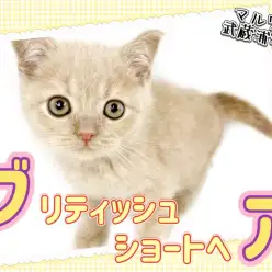 【 ブリティッシュショートヘア 】もちふわ！希少なクリームブリちゃんが登場