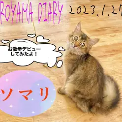 【 しろやま日記 】遊ぶの大好きソマリちゃん