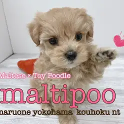 【 MIX犬 】癒やしカラーのマルプーちゃんはパパ似の女の子