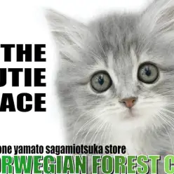 【 ノルウェージャンフォレストキャット 】特徴はアニメ顔とコミカルで愉快な遊び方