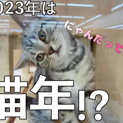 【猫年】にゃんだって！？2023年は猫年？！猫好きに朗報！！