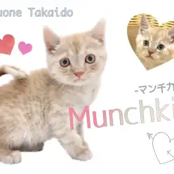 【 マンチカン 】ちょこんと佇む姿がかっわいい！イケメンマンチくん