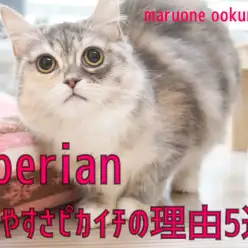 【 サイベリアン 】ペットショップ店長が思う育てやすさピカイチの理由5選！