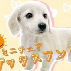 【 ミニチュアダックスフント 】マイペース女子！可愛さ満点イエローカラー