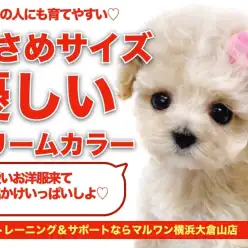 【 トイプードル 】優しいクリームカラーの小さめサイズプーちゃん！