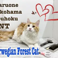 【 ノルウェージャンフォレストキャット 】お手入れの見本見せちゃうノルウェー君