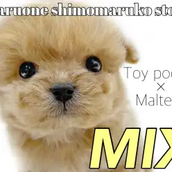 【 MIX 】ルックス、性格共にアイドル級！ミニマム家系のマルプー登場！