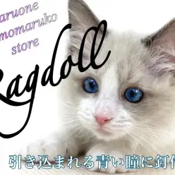 【 ラグドール 】海や空を彷彿とさせる広い心と美しい青い瞳の持ち主は甘えん坊猫
