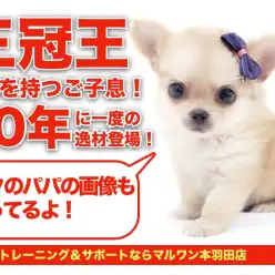 【 チワワ・父親画像あり 】パパは三冠王!史上最高の小さめチワワ登場!