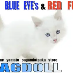 【 ラグドール 】青い瞳に赤い被毛の持ち主！存在感抜群の希少色で魅了します。