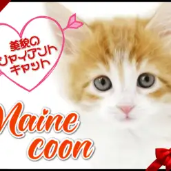 【 メインクーン 】大きな猫を一度は迎えてみたい！！あなたの夢、叶えます！