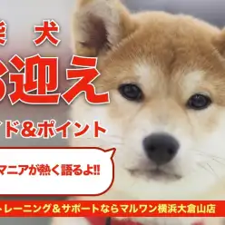 【 柴犬 】お迎えガイド&育てるポイントを柴犬マニアが熱く語ります!