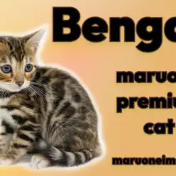 【 ベンガル 】初心者必見！美しいヒョウ柄を纏った甘えん坊なプレミアムの女の子！