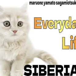 【 サイベリアン 】好きな事は触れ合いとおもちゃ遊び。好きなものは美味しいご飯。