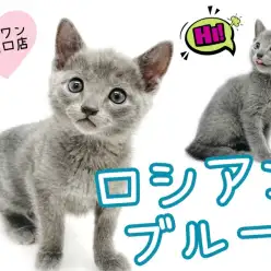 【 ロシアンブルー 】美しきブルー！甘え上手なロシブルちゃんが登場