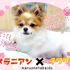 【 MIX 】とーってもおりこうさんな激カワ！レアMIXちゃんがやって来た！