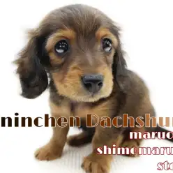 【 カニンヘンダックスフント 】大きく優しい瞳が特徴！アニメキャラの様な可愛いさ