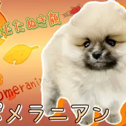 【 ポメラニアン 】毛色とお顔立ちがマッチ！まるでたぬきの様なポメラニアン