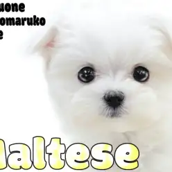 【 マルチーズ 】生後69日で体重548gの小さめサイズ！可愛い容姿と仕草に注目