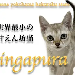 【 シンガプーラ 】見た目と性格のギャップが最高！世界最小の甘えん坊猫