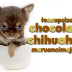 【 チワワ 】生後2ヶ月体重429g！バレンタインカラーの極小ガールが聖地に降臨