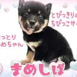 【 豆柴 】とびっきりのちびっこサイズ！おっとり控えめお嬢様豆柴！