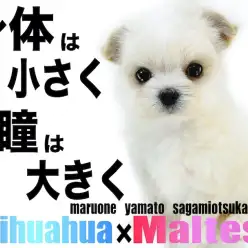 【 MIX 】小さな身体に大きな瞳！小型犬最小クラスのミックス犬チワマル！