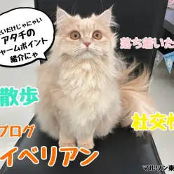 【 サイベリアン 】ワクチンが終わって新しい顔が見え始めるサイベリアンちゃん