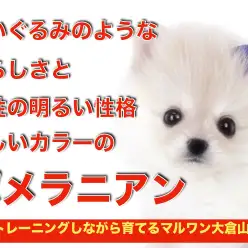 【 ポメラニアン 】超弩級の愛らしさ！小さめサイズのクリームポメが大倉山に登場！