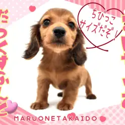 【 ミニチュアダックス 】生後60日で驚異の740g！とびっきりのちびっこダックス！