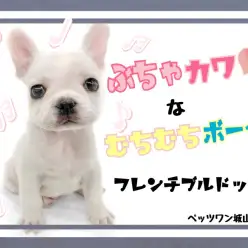 【 フレンチブルドッグ 】愛くるしすぎるモチモチボディの小さいブルドッグ